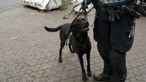 Border Security: Sweden's Front Line - Episode 7 - You can't fool a customs dog