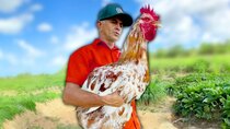 Daily Dose Of Internet - Episode 25 - Farmer Accidentally Raises Giant Chicken