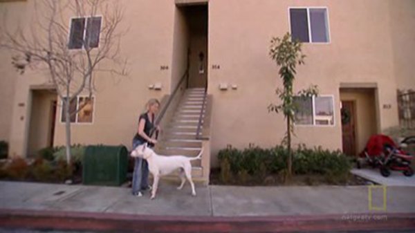 Dog Whisperer Season 9 Episode 2 Torrent