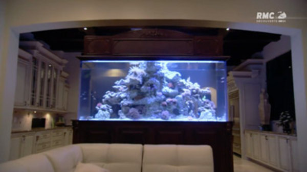 Watch Fish Tank Online