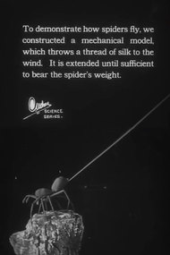To Demonstrate How Spiders Fly