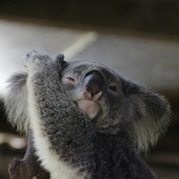 Smoky Koala