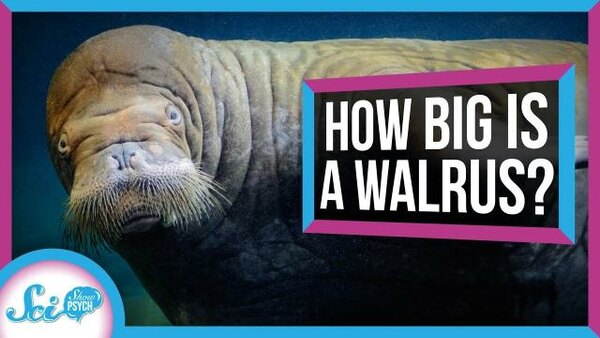 SciShow Psych - S2020E40 - Why You Don't Really Know the Size of a Walrus