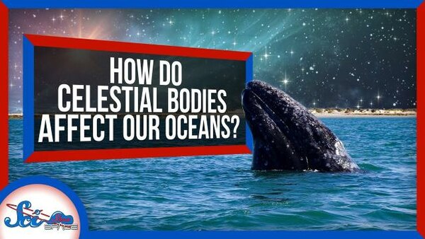 SciShow Space - S2020E52 - How Celestial Bodies Affect Life in the Ocean