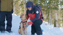 It's a Dog's Life With Bill Farmer - Episode 9 - Avalanche Rescue Dogs & The Beagle Brigade