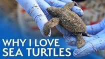 Smarter Every Day - Episode 239 - Why I Love Sea Turtles (They’re AMAZING)