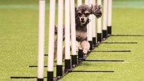 Best of Crufts - Episode 3 - Flying Dogs