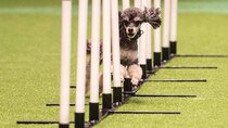 Best of Crufts - Episode 5 - Best In Show