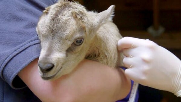 The Zoo - S03E03 - Andre the Baby Goat