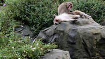 The Zoo - Episode 14 - Snow Monkey Social