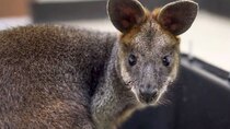 The Zoo - Episode 5 - Wallaby in the City