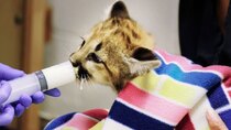 The Zoo - Episode 6 - Cougar Cub Rescue