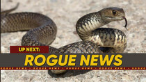 The Modern Rogue - Episode 46 - Australian Battles Snake on the Highway