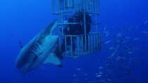 Shark Week - Episode 3 - Shark Lockdown