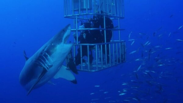 Shark Week - S2020E03 - Shark Lockdown