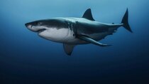 Shark Week - Episode 6 - Jaws Awakens