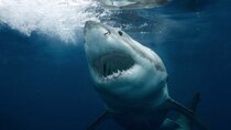 Shark Week - Episode 9 - Great White Serial Killer Extinction