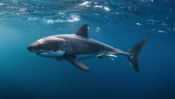 Shark Week - S2020E12 - Great White Double Trouble