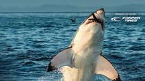 Shark Week - Episode 13 - Air Jaws 2020