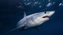 Shark Week - Episode 15 - Mako Nation
