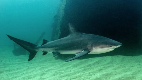 Shark Week - S2020E20 - Sharks of Ghost Island