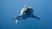 Shark Week - Episode 21 - Wicked Sharks