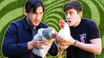 Unus Annus - Episode 96 - Chickens Teach Us About Life and Death