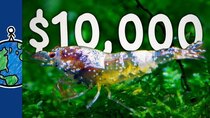 MinuteEarth - Episode 21 - The World's Most Expensive Shrimp ($10k)