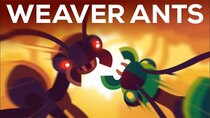 Kurzgesagt – In a Nutshell - Episode 12 - The Warrior Kingdoms of the Weaver Ant