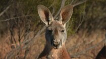 Australia Remastered - Episode 1 - Kangaroo Tales