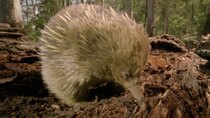 Australia Remastered - Episode 3 - Platypus and Echidna
