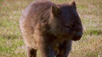 Australia Remastered - Episode 4 - Wombat Kingdom