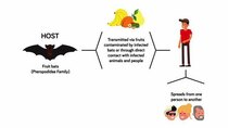 Infographics - Episode 297 - Scientists Discover 6 New Coronaviruses In Bats