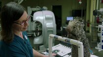 One Day at Disney Shorts - Episode 42 - Dr. Natalie Mylniczenko: Veterinarian