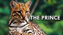 Animalogic - Episode 35 - Ocelot: The Prince of Darkness