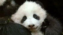 Nature - Episode 1 - Pandas: Born to be Wild