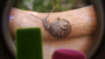 Tiny Wonders - Episode 10 - Snail