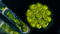 Journey to the Microcosmos - Episode 17 - How Did Multicellularity Evolve?