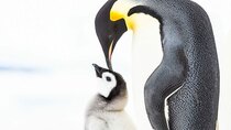 BBC Documentaries - Episode 230 - Penguins: Meet the Family