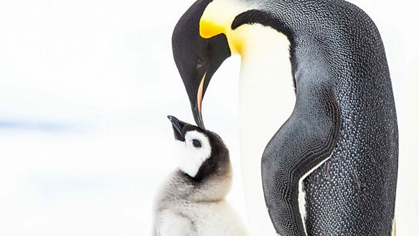 BBC Documentaries - S2020E230 - Penguins: Meet the Family