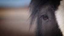 BBC Documentaries - Episode 231 - Clydesdale - Saving the Greatest Horse