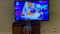 America's Funniest Home Videos - Episode 8 - Safari So Good, Amateur Movers, and People Distracted by Smart...