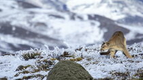 Nature - Episode 9 - Pumas: Legends of the Ice Mountains