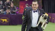 7 Days Out - Episode 1 - Westminster Dog Show