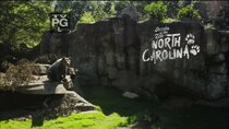 Secrets of the Zoo: North Carolina - Episode 6 - Much Ado About Puffin