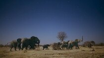 Earth at Night in Color - Episode 1 - Elephant Plains