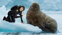 Andy's Aquatic Adventures - Episode 6 - Andy and the Walrus Pups