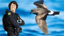 Andy's Aquatic Adventures - Episode 8 - Andy and the Storm Petrel