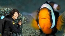 Andy's Aquatic Adventures - Episode 11 - Andy and the Saddleback Clown Fish