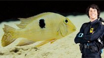 Andy's Aquatic Adventures - Episode 14 - Andy and the Amazon Cichlid